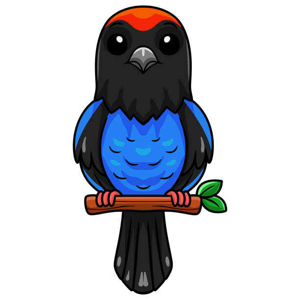 ilustrações, clipart, desenhos animados e ícones de bonito azul manakin pássaro desenho animado no galho da árvore - red tailed boa