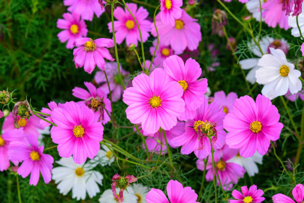 istock Cosmos flowers with the soft natural background 1599718736