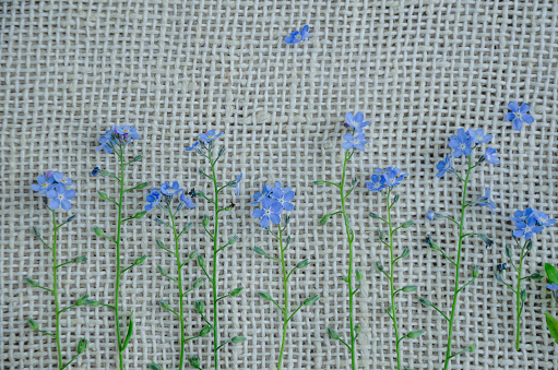 Forget-me-not flowers on a fabric background. High quality photo