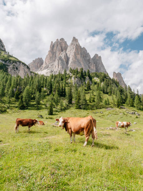 istock Alps cattles in Dolomites,Italy. 1599728404