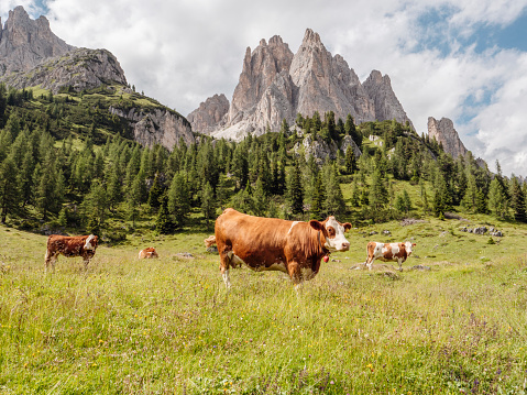 Shot of Alps cattles in Dolomites,Italy.