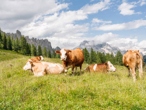 istock Alps cattles in Dolomites,Italy. 1599728920