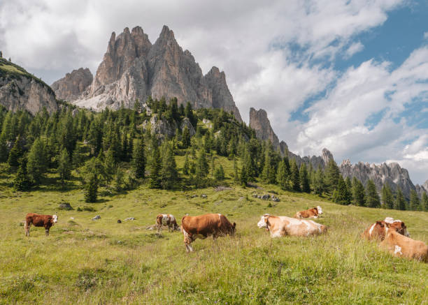 istock Alps cattles in Dolomites,Italy. 1599728925