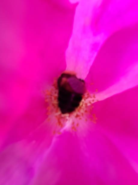 istock Pink Rose with Bumblebee 1599728928