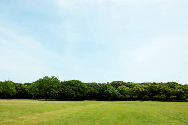 istock beautiful blue sky and lawn 1599741681