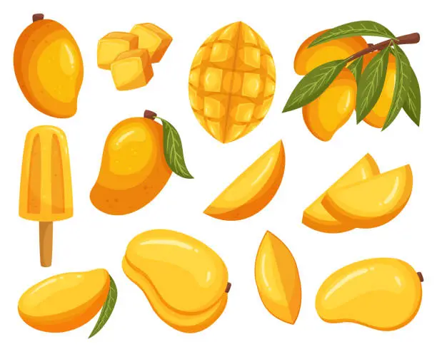 Vector illustration of Set Of Mango Fruits And Ice Cream. Juicy, Tropical Delight With A Sweet And Tangy Flavor. Known For Its Golden Flesh