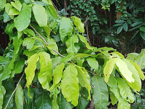 Terminalia catappa from family combretaceae