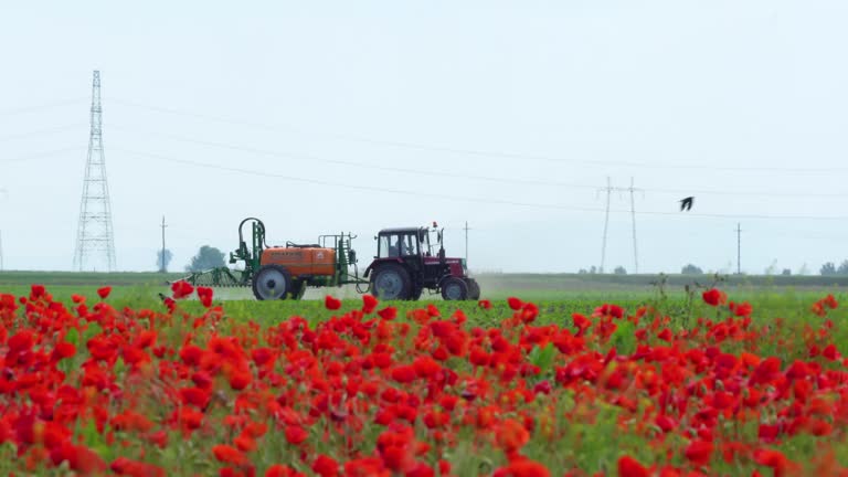 Tractor with trailer sprayer works at the background of a poppy field (editorial)