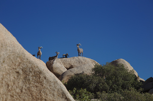 Five goats standing on jumbo rocks against a clear blue sky at Joshua Tree National Park.