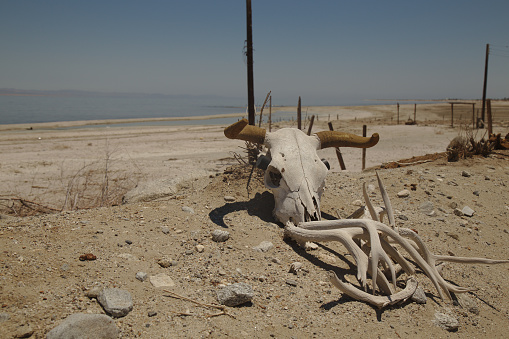Skull with horns on sand bank at Salton Sea in California in 2015.