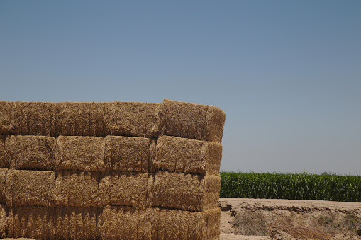 Rectangular stacks of hay against a light blue sky with a corn field in the background.