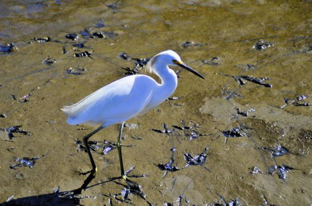 istock Beautiful bird Egretta caerulea walking through the mangrove in Paraty 1599790022