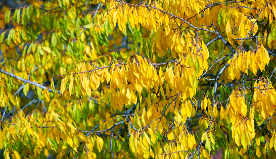 Autumn forest