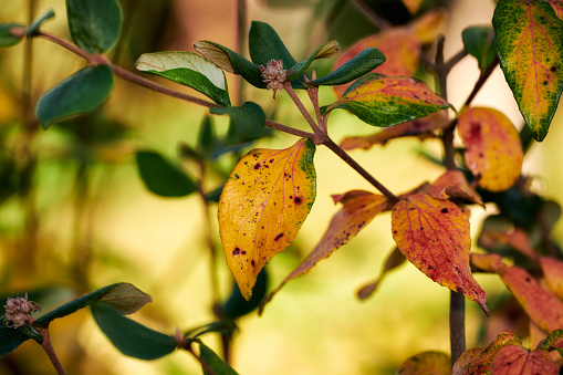 Autumn forest