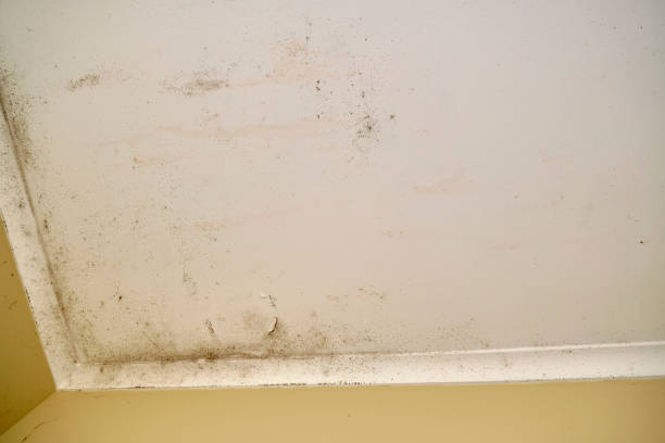 istock Mold covered ceiling and wall, with peeling and cracked paint 1599810686