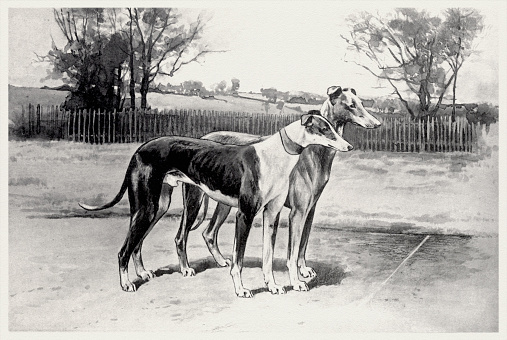 Purebred Canines illustration. The Whippet