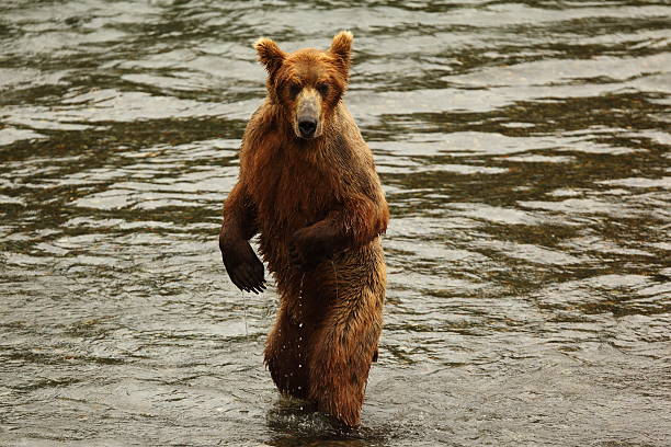 ours de katmai - wading alaska usa fur photos et images de collection