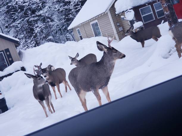 Elk in the snow