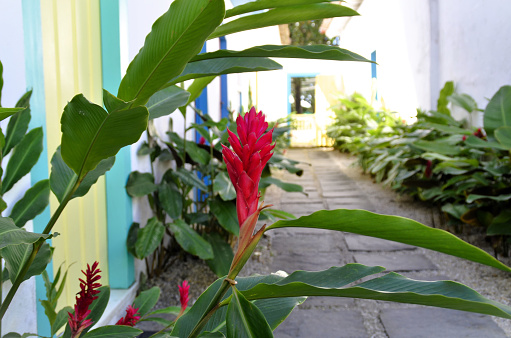 The buds and flowers of Red Alpinia purpurata in the hall