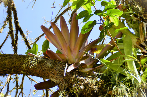 Bromeliad alcantarea imperialis growing on tree in sunny day