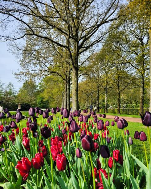 istock Red and purple tulips 1599877527
