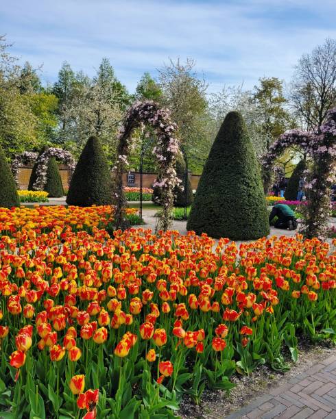 istock Yellow orange  tulips 1599879073
