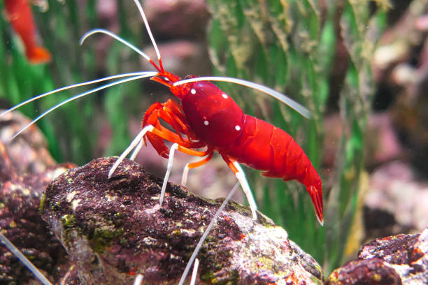 istock Close up of a shrimp 1599879746