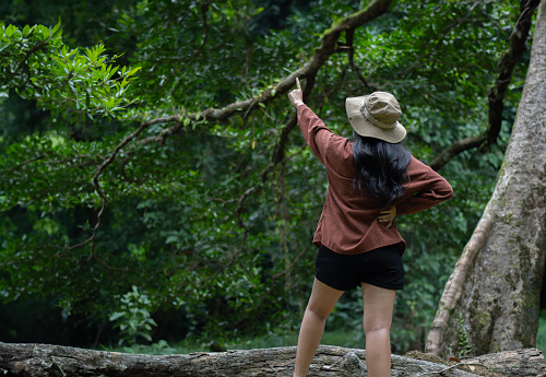 Woman traveler with hiking hat enjoying a look at the trees in the forest. Traveling in the mountains, forests, freedom and the concept of an active lifestyle banner
