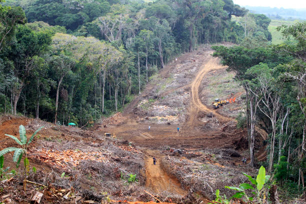 istock Deforestation in Altantica forest area 1599880081