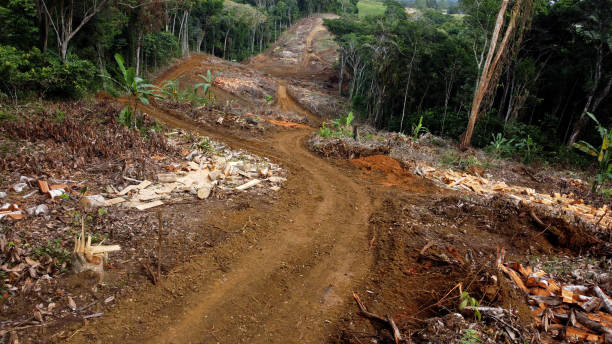 istock Deforestation in Altantica forest area 1599880082