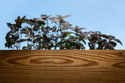 Basil plant growing in wooden flowerpot