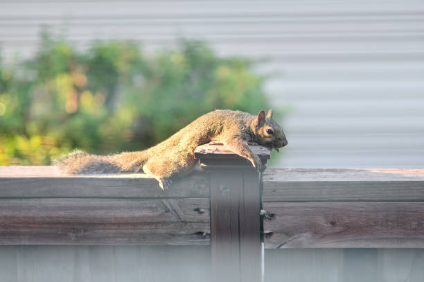 istock Squirrel on Hot Day Laying Flat on Fence 1599884283