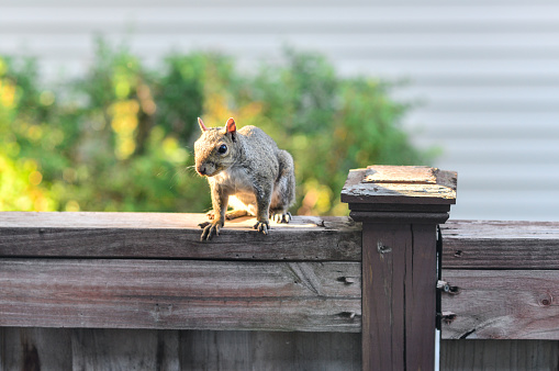 Squirrel on Hot Day on Fence