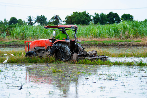 Thai farmers drive in the fields to prepare for planting rice in the rainy season, farmers in rural ways, integrated farming, selective focus, and soft focus.