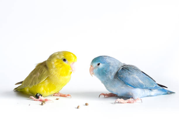 istock Forpus parrot bird on the white background 1599926514