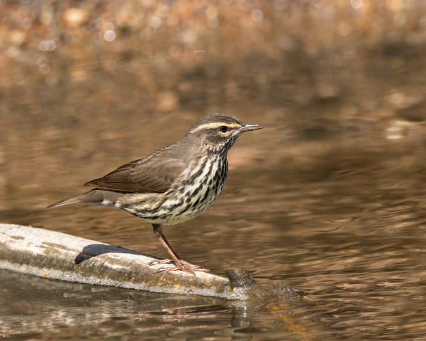 Northern Waterthrush (Parkesia noveboracensis) A Northern Waterthrush balances on a stick over a stream. wood warbler phylloscopus sibilatrix stock pictures, royalty-free photos & images