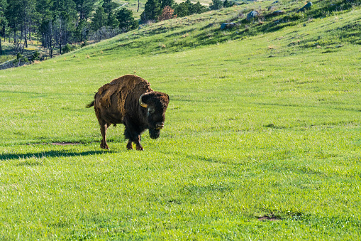 Buffaloes roaming around in the greenery pasture of the preserve park