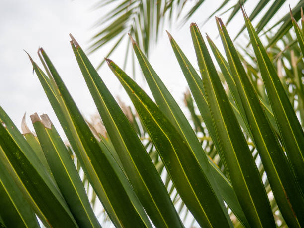 istock Thin palm leaves. Botany. fan palms. Green natural background. 1599947847