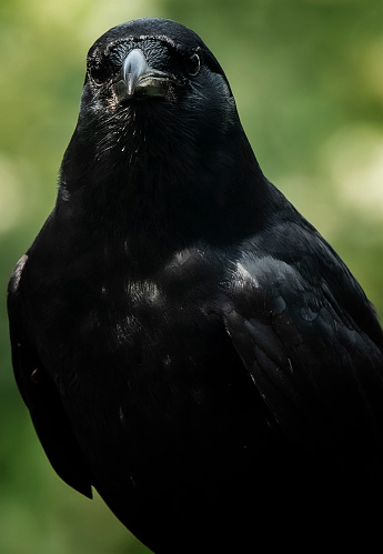 A large black bird on a high perch