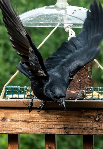 A large black bird on a high perch