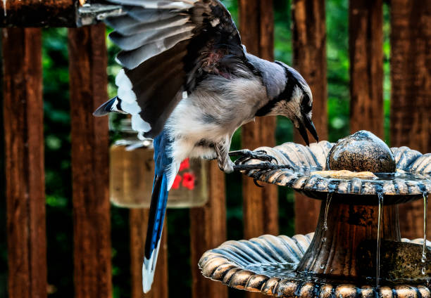 istock Bluejay balances on the bird bath 1599948406