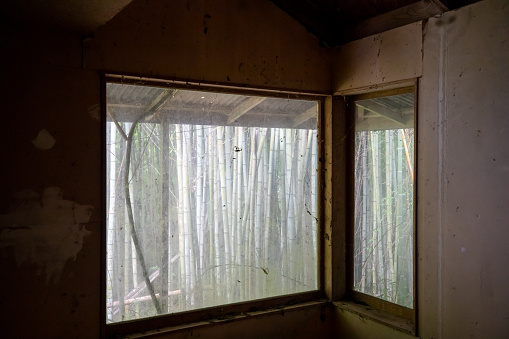 Abandoned room with bamboo plants outside