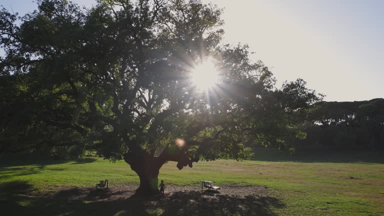 A little boy walking under the big tree in the park