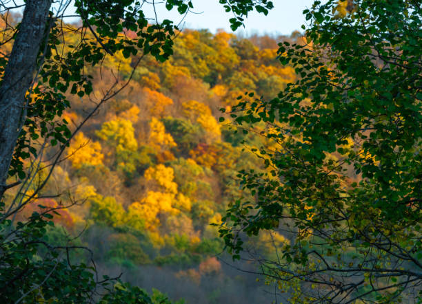 Autumn forest landscape presenting a hillside covered with trees showing warm fall colors and a hazy, moody atmosphere