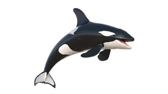 orcas whale - killer whale on white background

The orca (Orcinus orca), also called killer whale, is a toothed whale belonging to the oceanic dolphin family