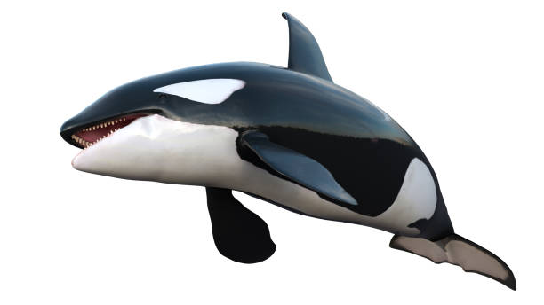 istock orcas whale - killer whale swimming on white background 1599992230