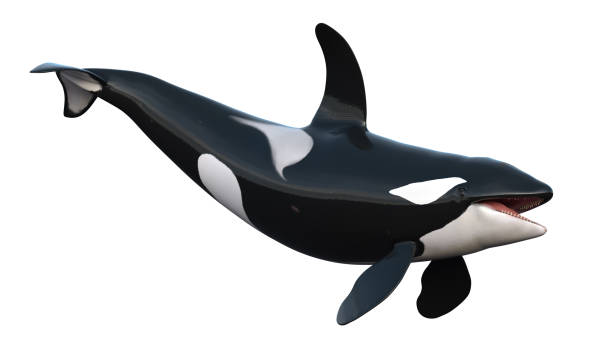 istock orcas whale - killer whale swimming on white background 1599992231