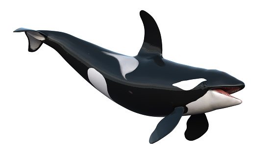 Killer Whale (Orca) 