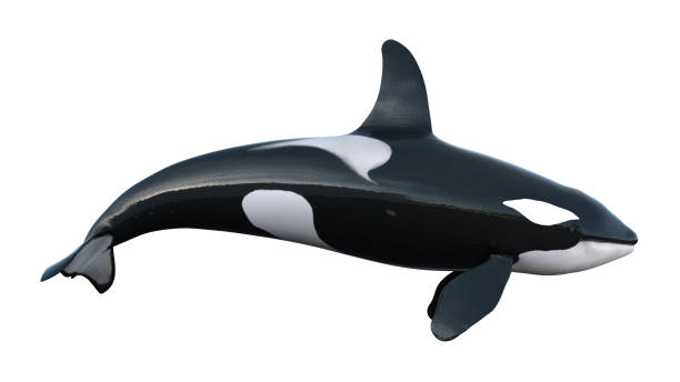 istock orcas whale - killer whale swimming on white background 1599992242