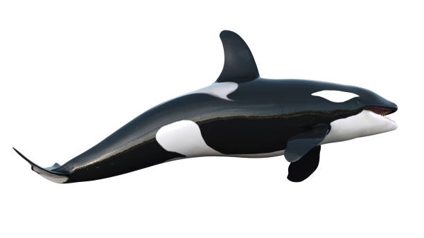 istock orcas whale - killer whale swimming on white background 1599992385